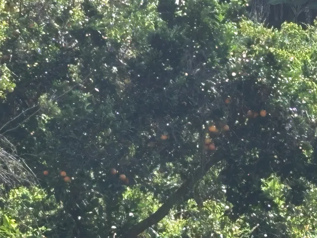 $175,000 | 82 Bruner Road, Captain Cook, HI 96704