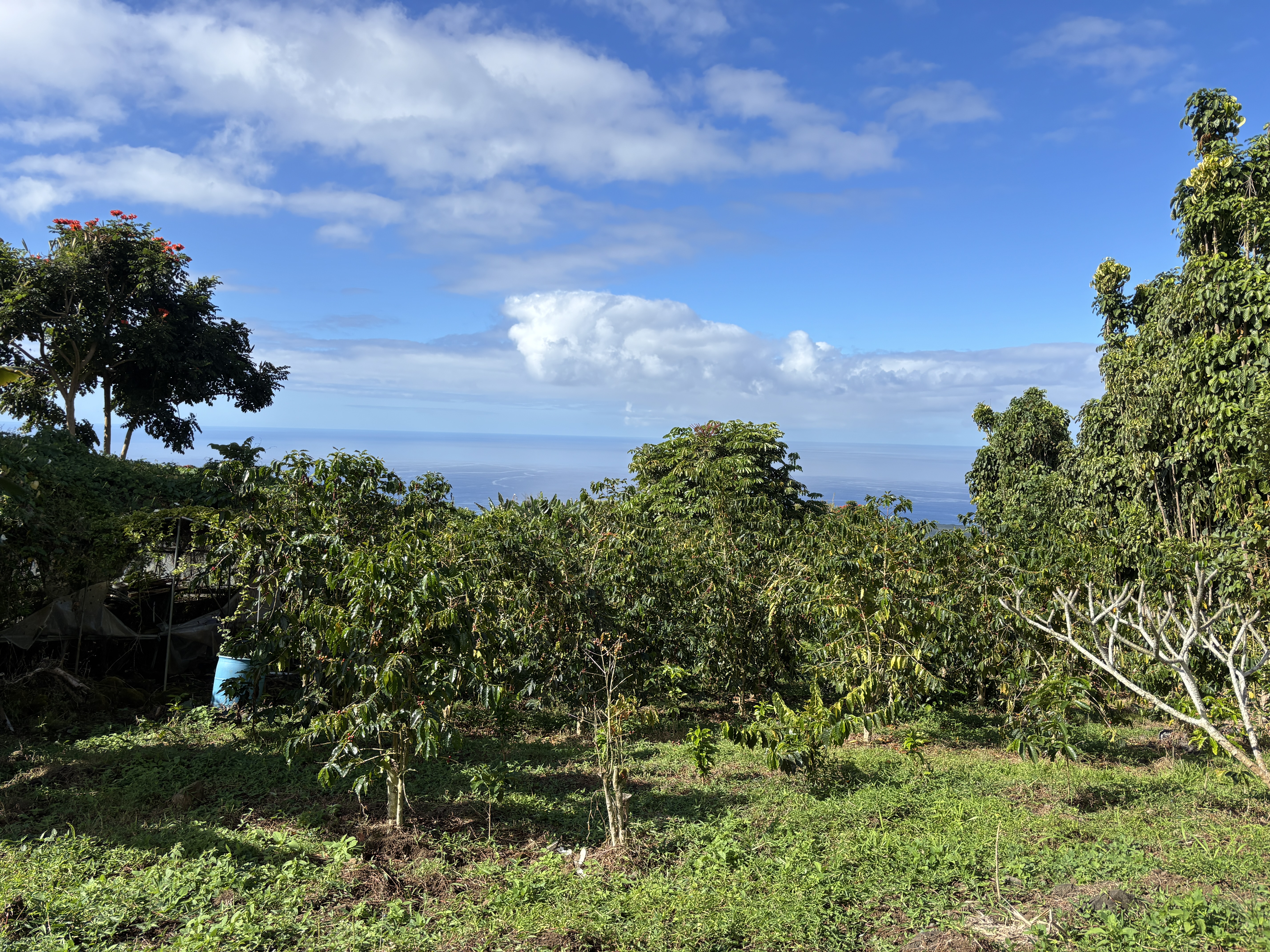 82 Bruner Road Captain Cook, HI 96704 - Photo 7 of 8