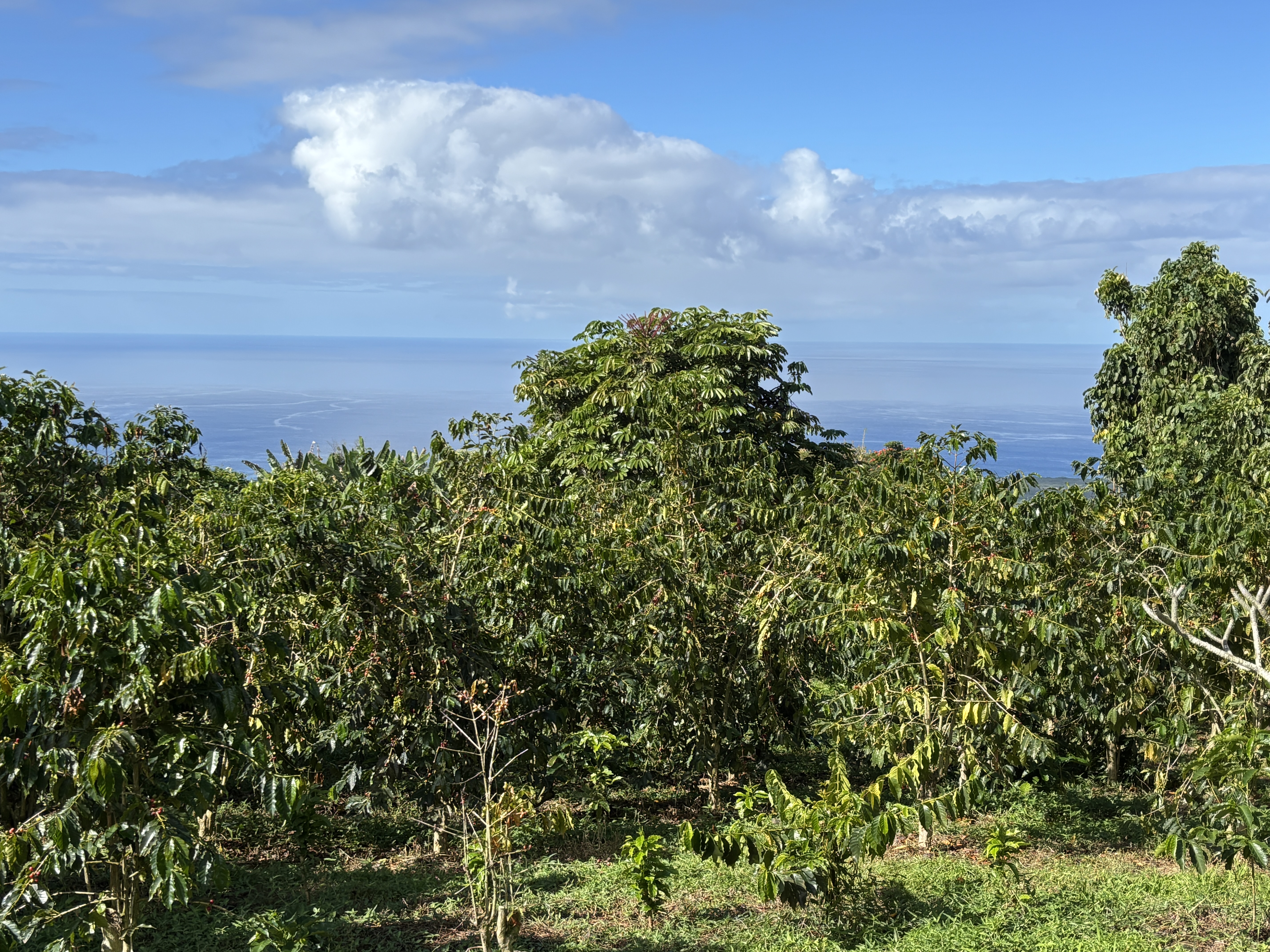 82 Bruner Road Captain Cook, HI 96704 - Photo 8 of 8