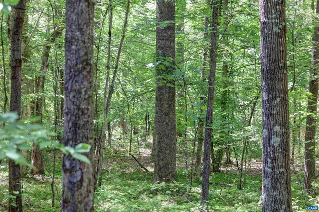 a view of a yard with plants and large trees
