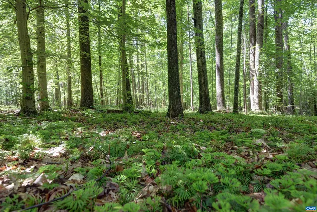 a bird view of a garden