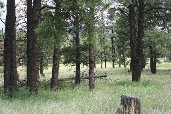 5 Q Co Road Alpine, AZ 85920 - Photo 14 of 27