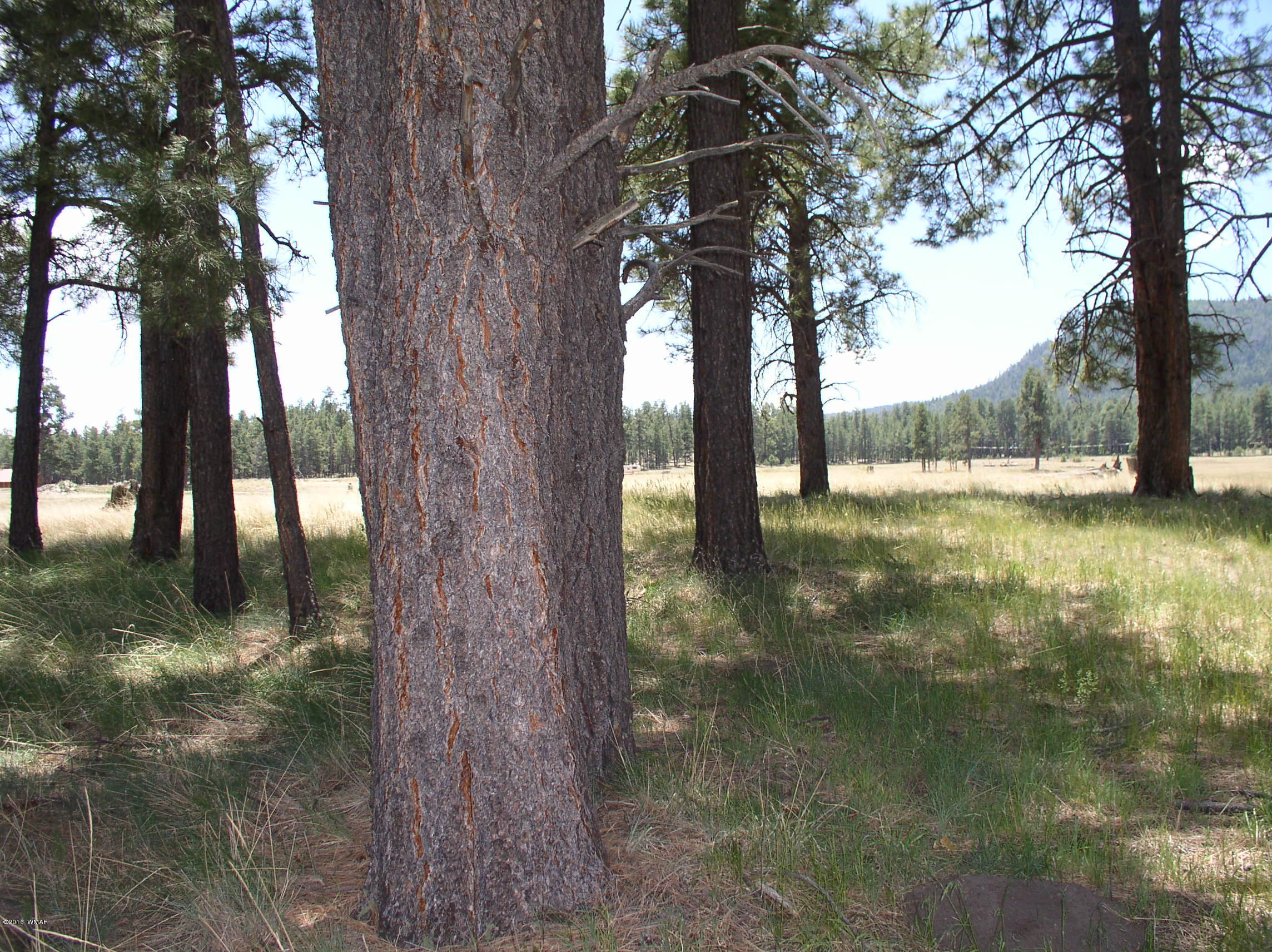 5 Q Co Road Alpine, AZ 85920 - Photo 15 of 27