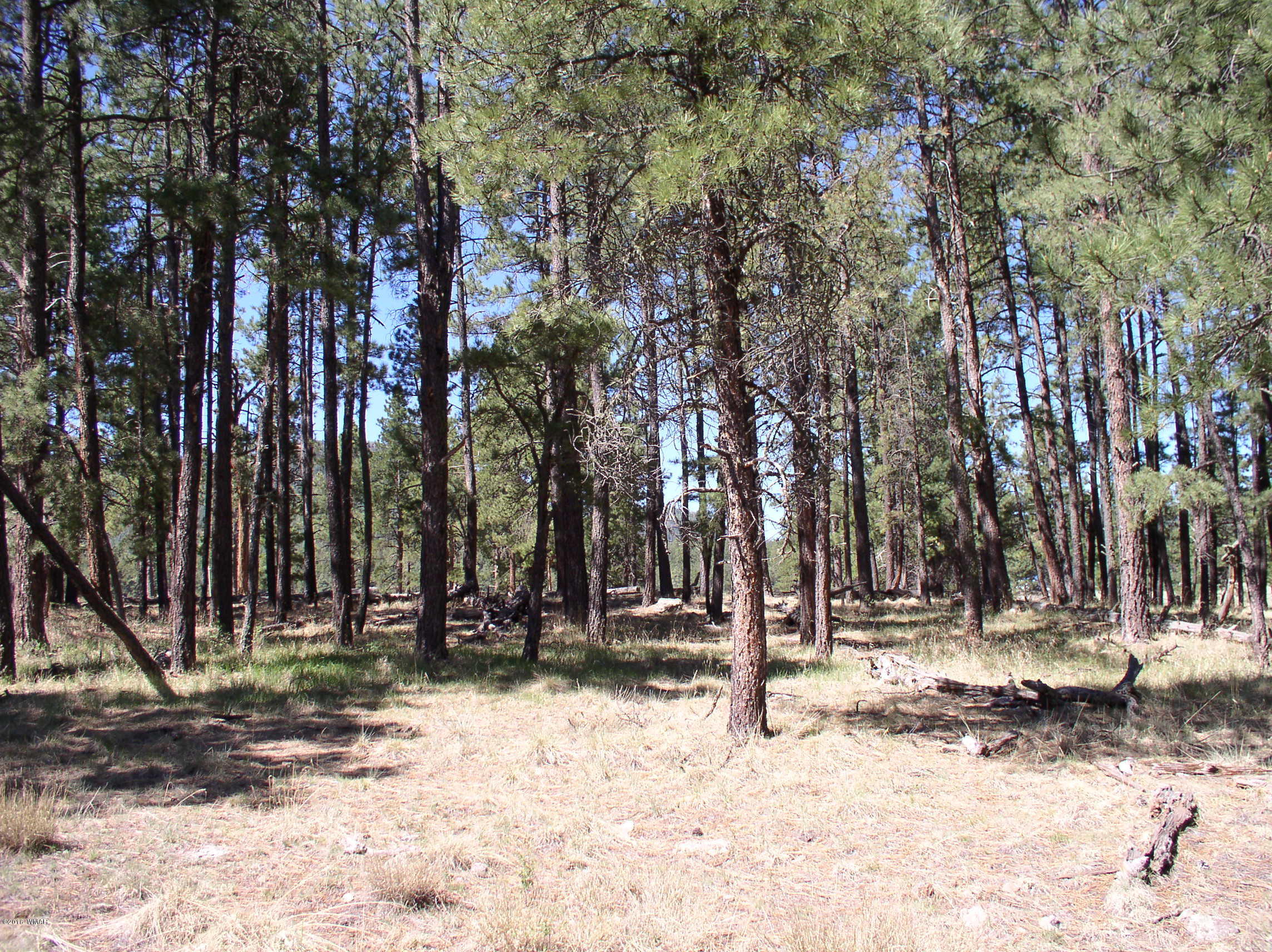 5 Q Co Road Alpine, AZ 85920 - Photo 21 of 27