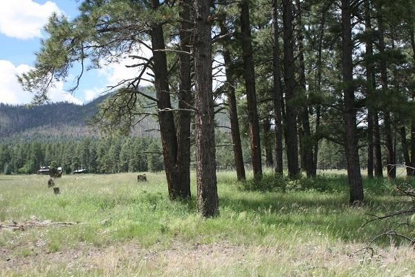 5 Q Co Road Alpine, AZ 85920 - Photo 5 of 27