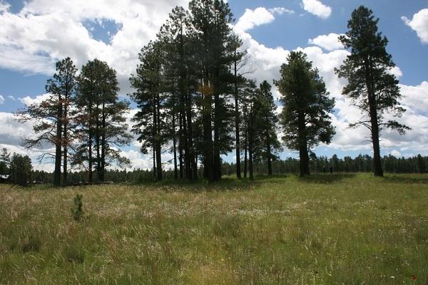 5 Q Co Road Alpine, AZ 85920 - Photo 6 of 27