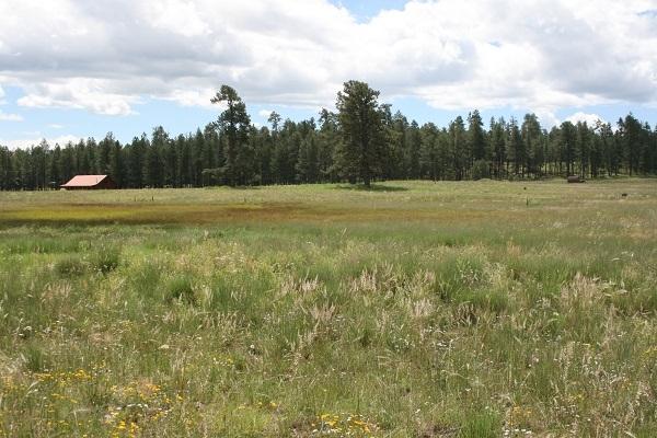 5 Q Co Road Alpine, AZ 85920 - Photo 10 of 27