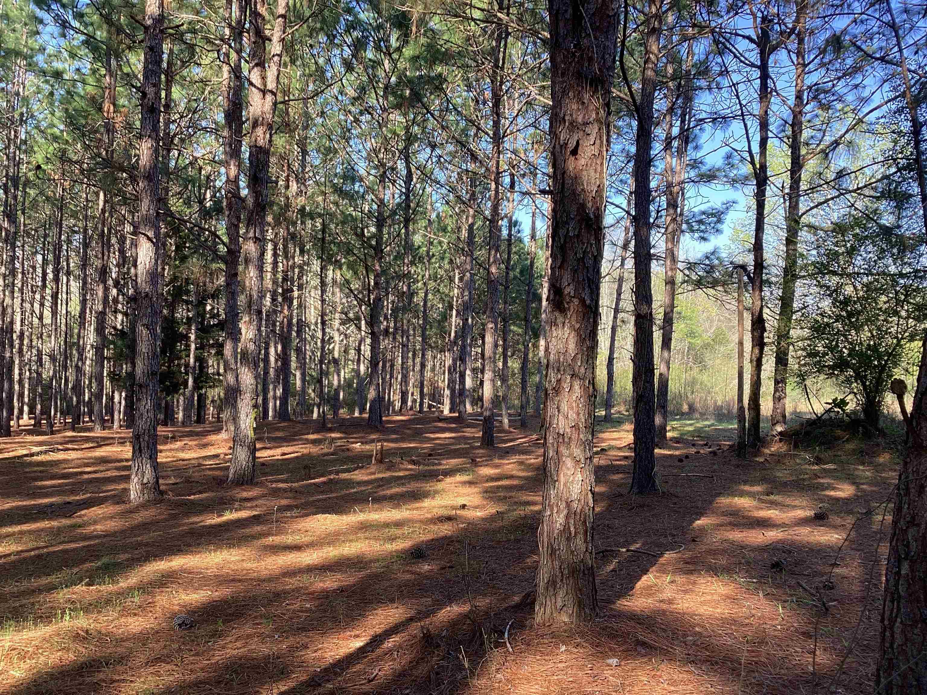 108 Carlisle Road Andalusia, AL 36421 - Photo 21 of 37 Gallery Image 21