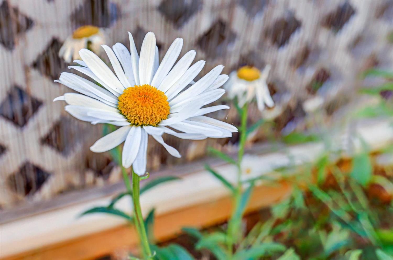 10046 Dalewood Way Grass Valley, CA 95949 - Photo 49 of 68 a vase of flowers