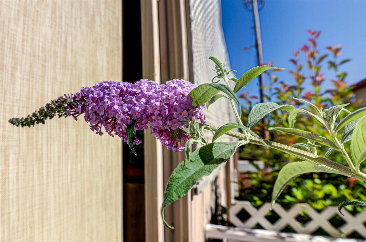 10046 Dalewood Way Grass Valley, CA 95949 - Photo 50 of 68 a vase of flowers sitting on a table in front of a window