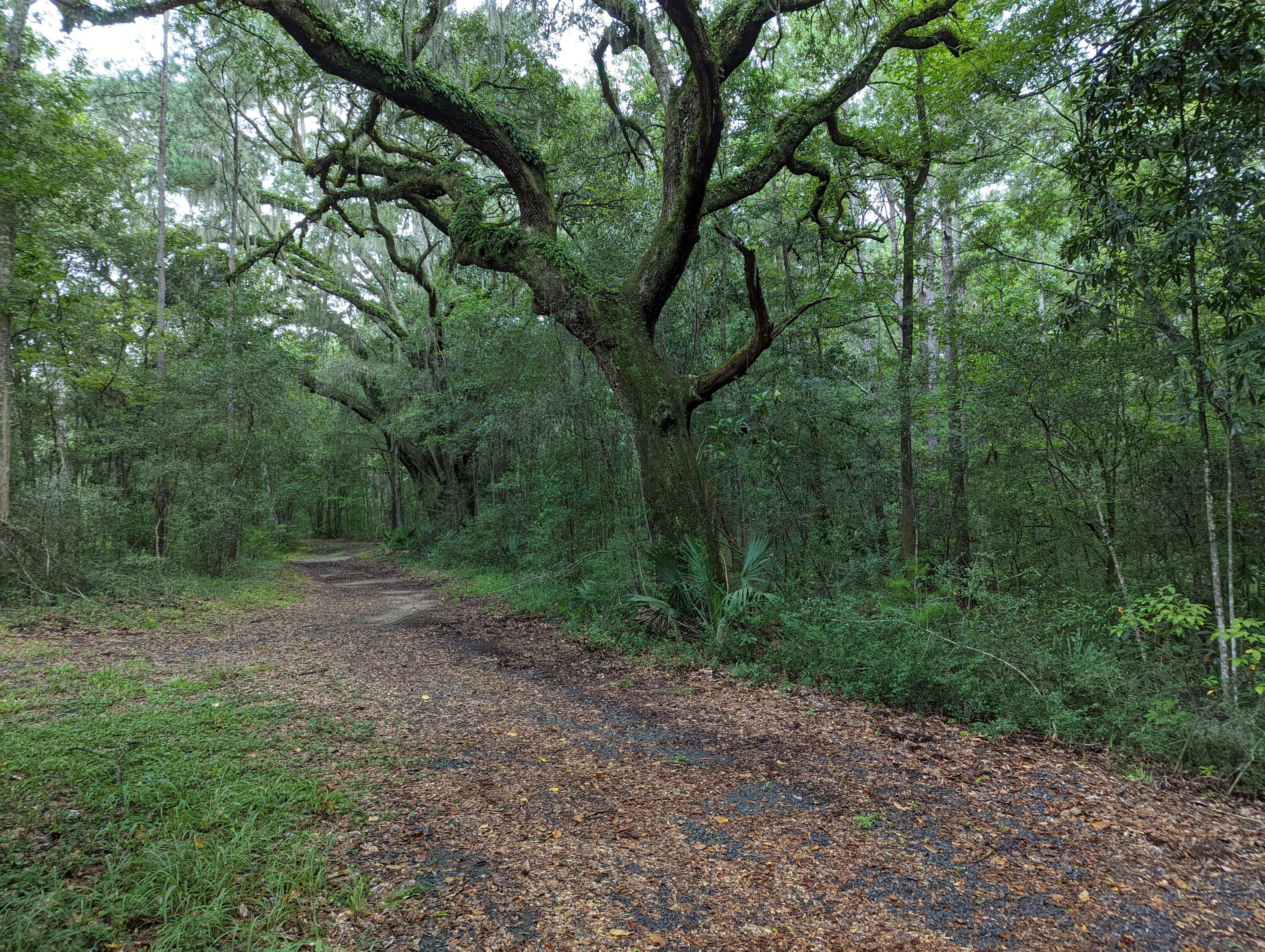 21 Middleton Oaks Road Charleston, SC 29414 - Photo 17 of 18 PXL_20220905_183954473