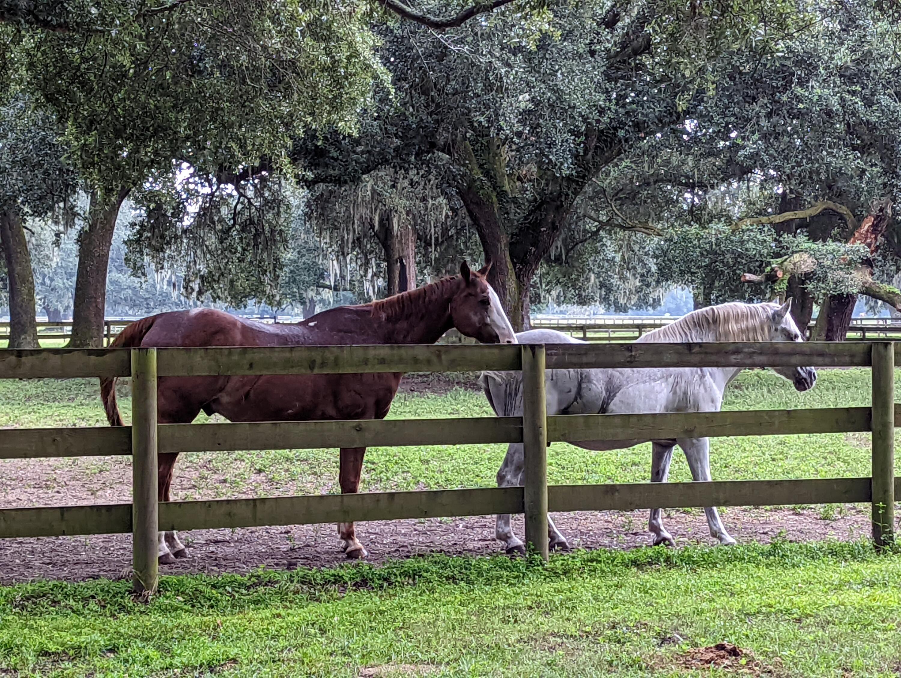 21 Middleton Oaks Road Charleston, SC 29414 - Photo 18 of 18 PXL_20220905_190453800