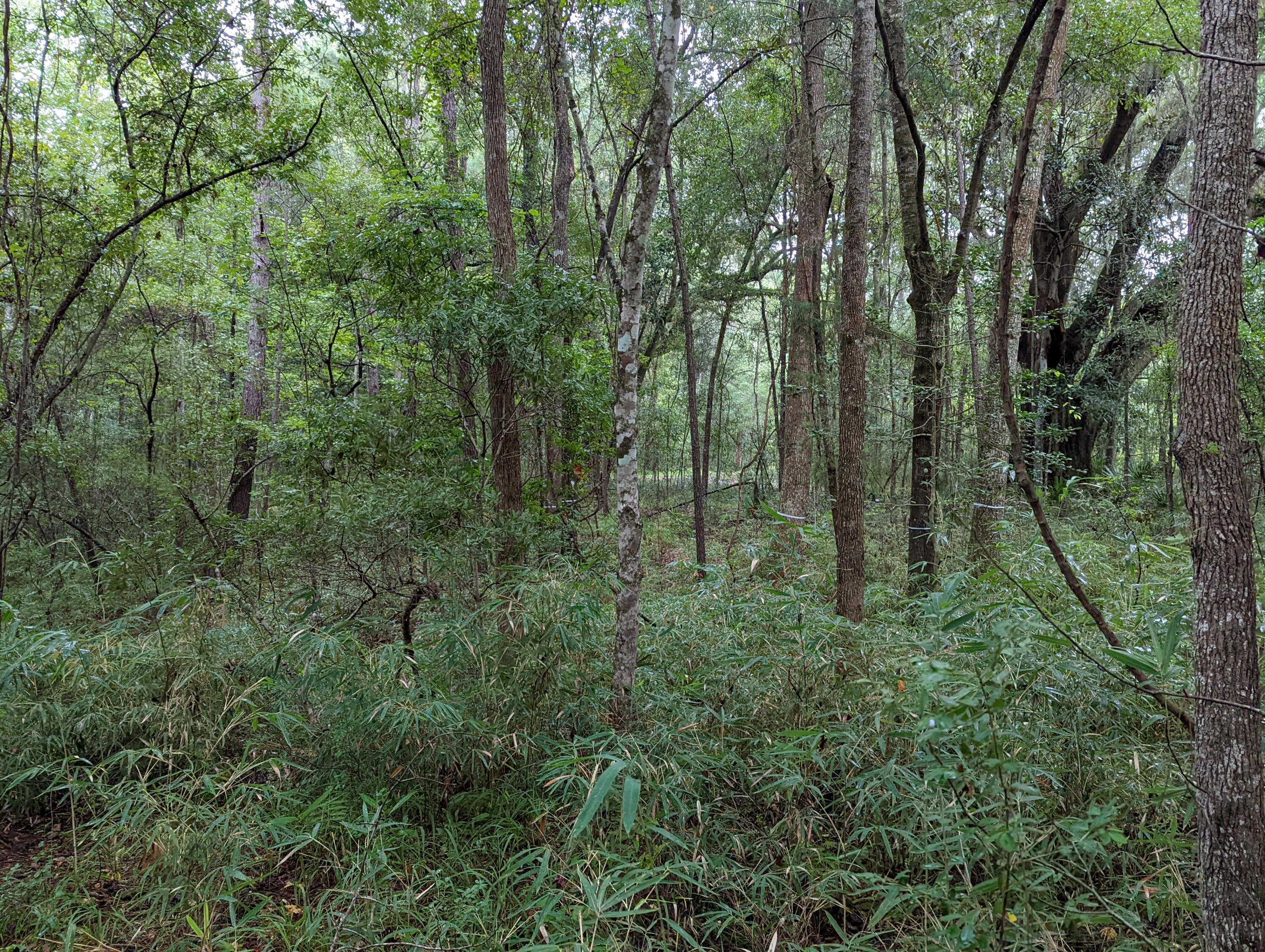 21 Middleton Oaks Road Charleston, SC 29414 - Photo 4 of 18 PXL_20220905_185913639