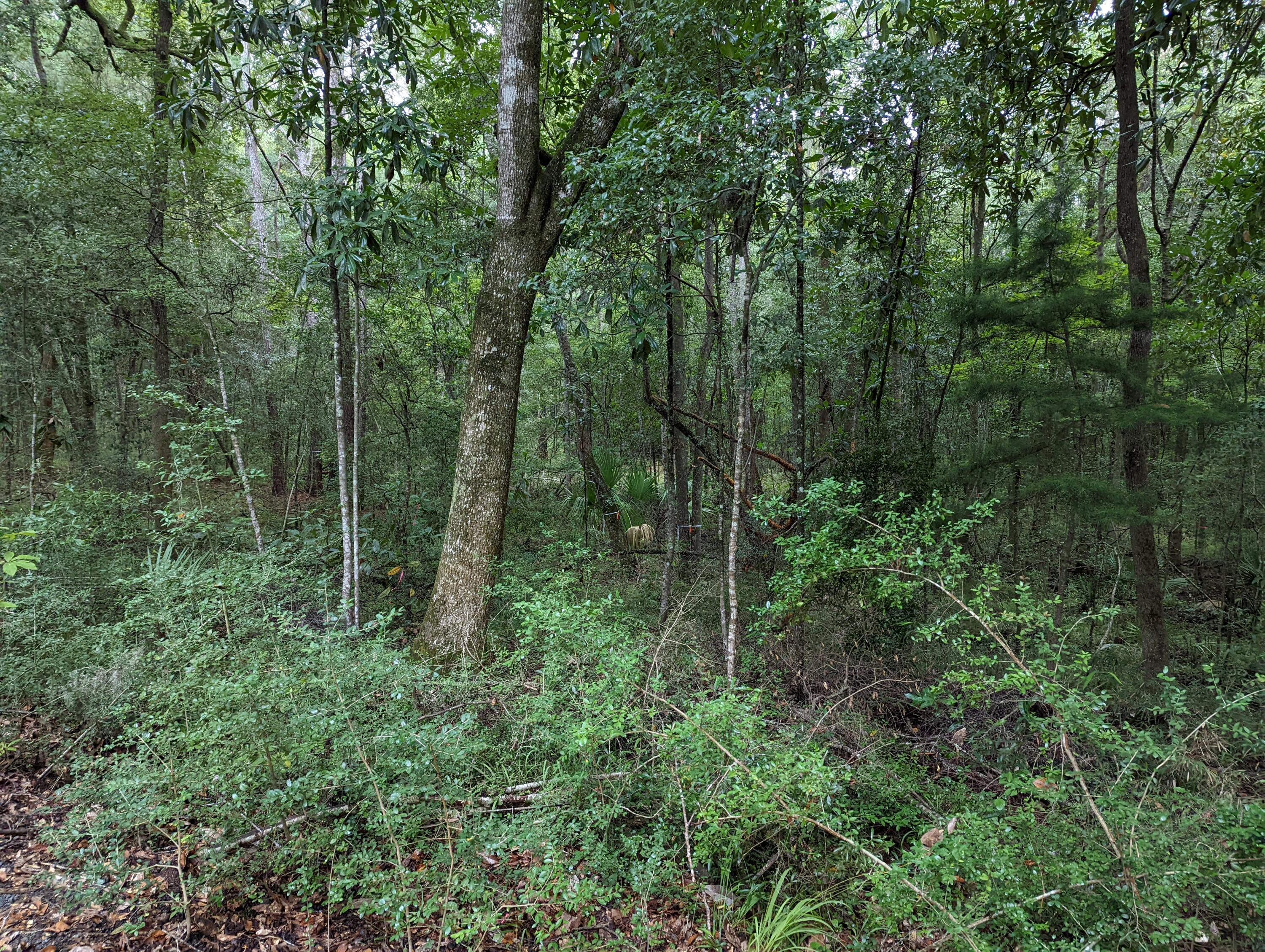 21 Middleton Oaks Road Charleston, SC 29414 - Photo 10 of 18 PXL_20220905_184013807