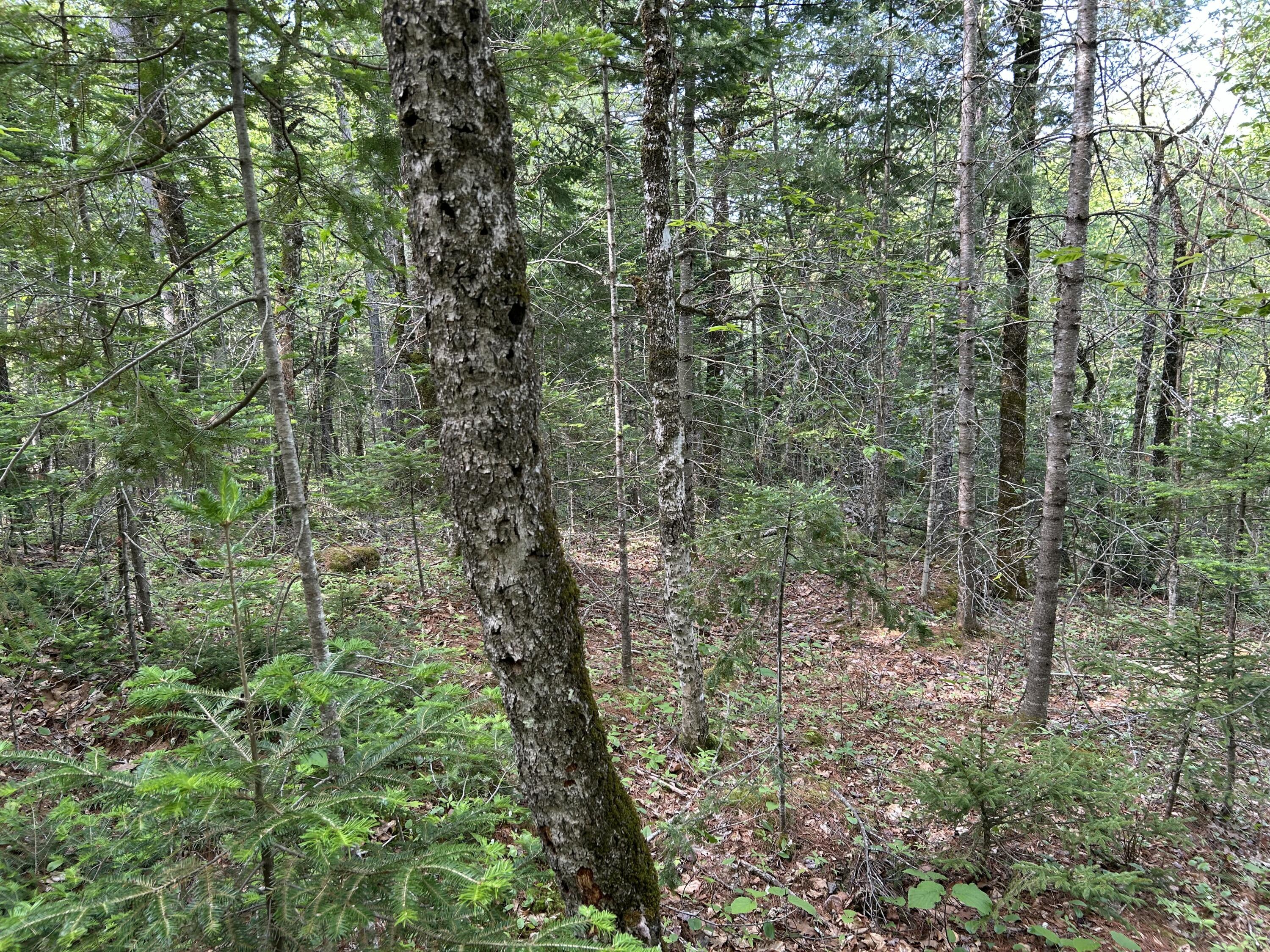 M5-l16 Clark Road Prospect, ME 04981 - Photo 34 of 45 IMG_8777