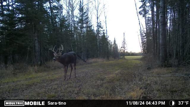 Tbd Tbd Arkola Road Meadowlands, MN 55765 - Photo 18 of 29