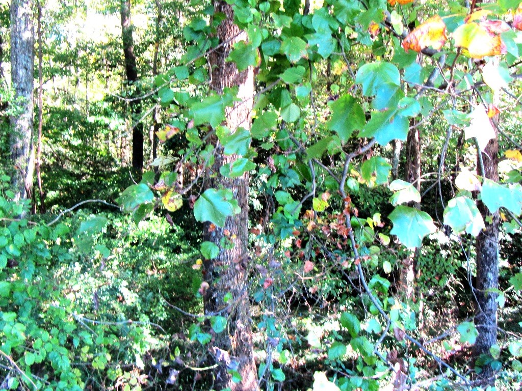 Lot D Lebanon Road Pendleton, SC 29670 - Photo 3 of 4