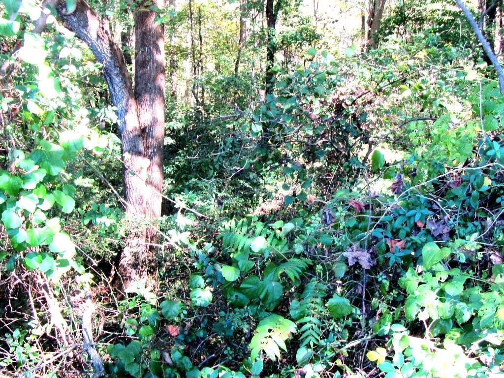 Lot D Lebanon Road Pendleton, SC 29670 - Photo 4 of 4