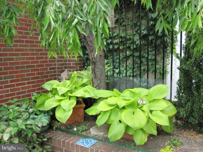 924 St Paul Street, Unit 2 Baltimore, MD 21202 - Photo 5 of 8 gardens