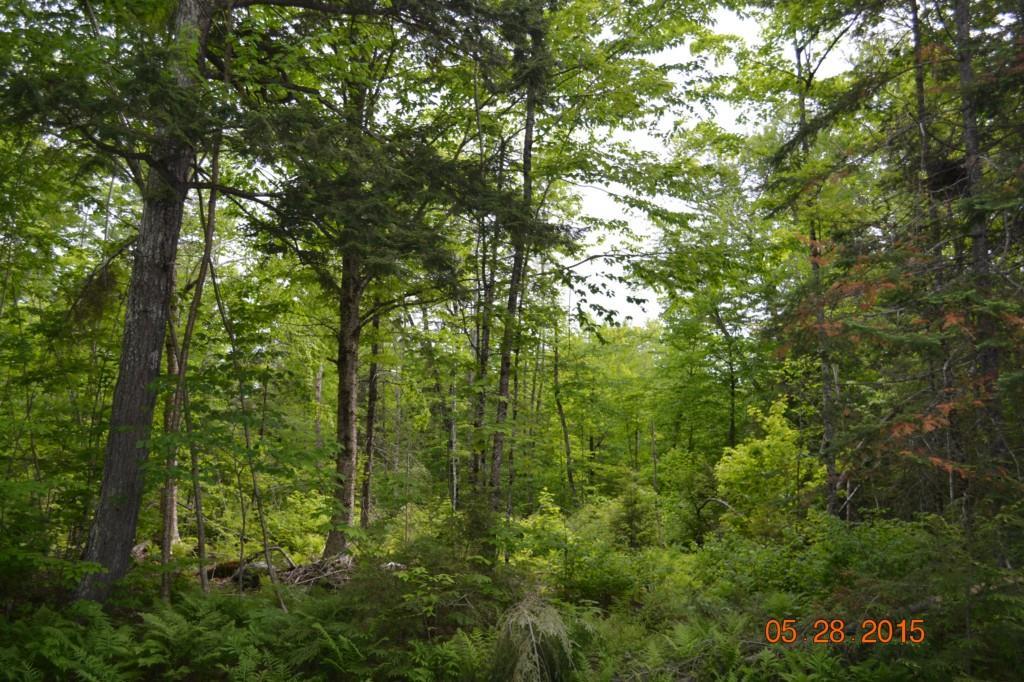 55 Loon Cove Road Stetson, ME 04488 - Photo 5 of 8 Photo
