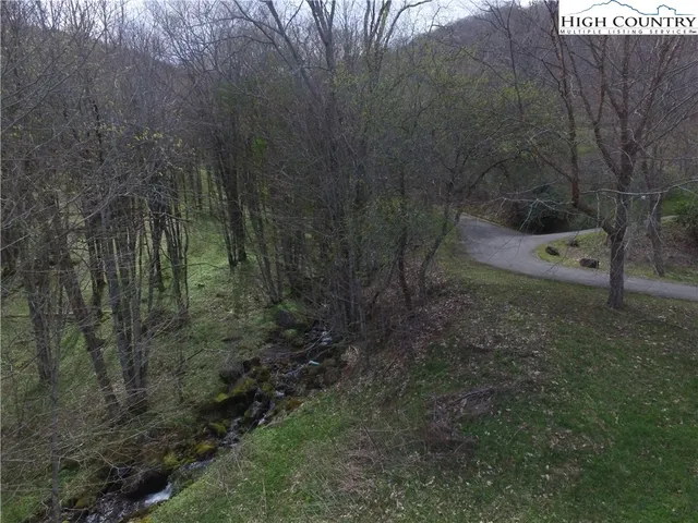 a view of a forest with a tree