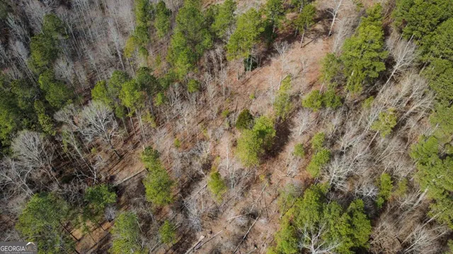 a view of a forest with a tree