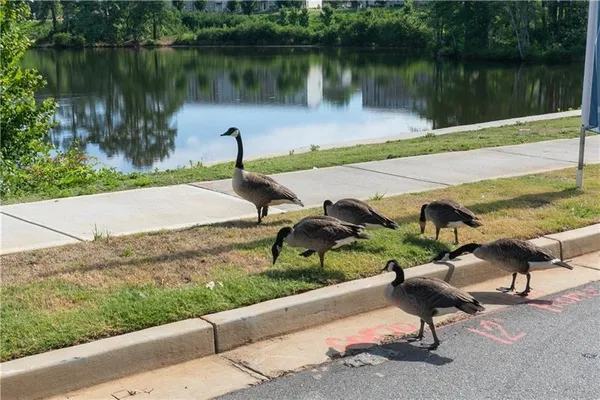 a view of a lake with a city