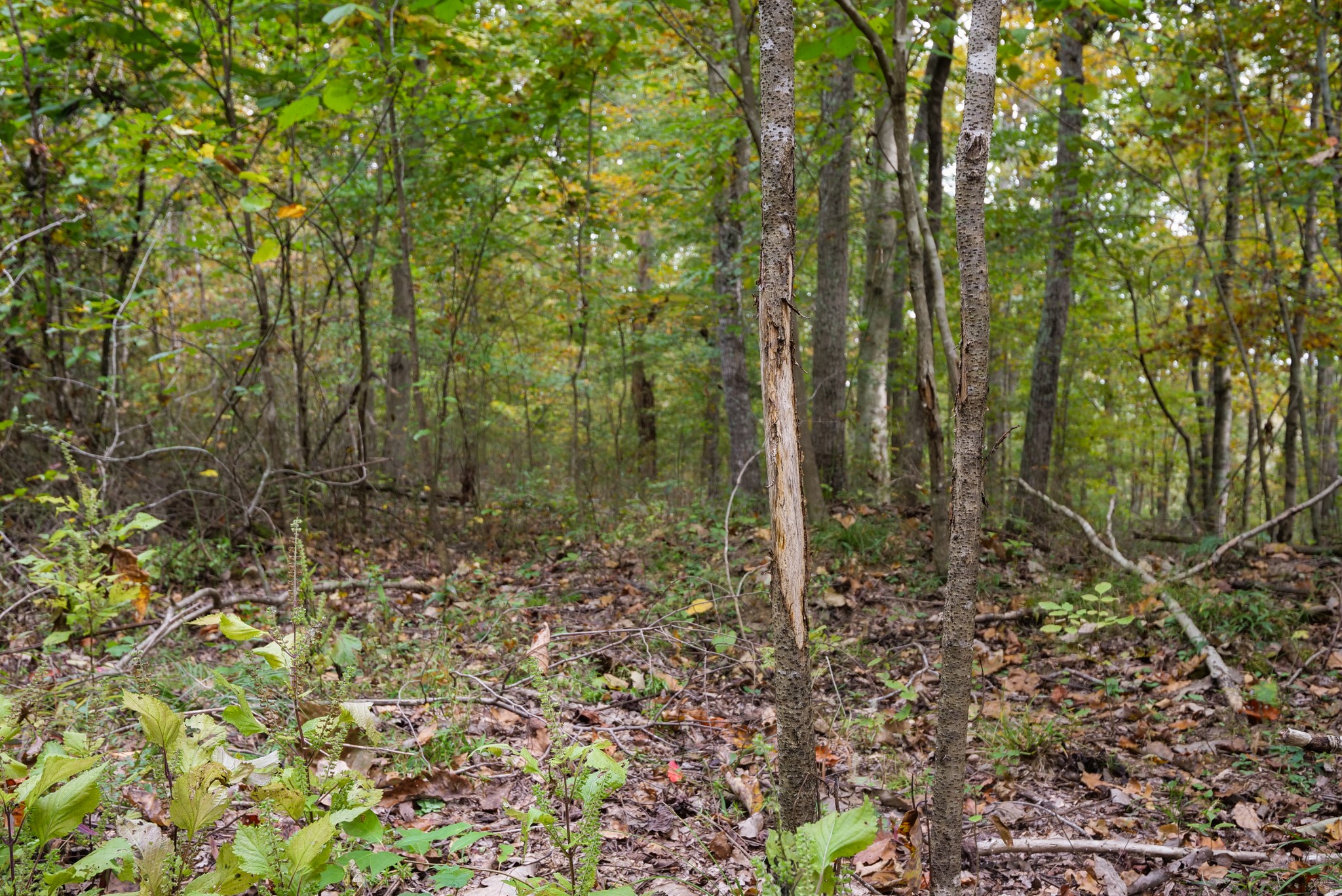 0 Union Road Dickson, TN 37055 - Photo 24 of 40 Gallery Image 24