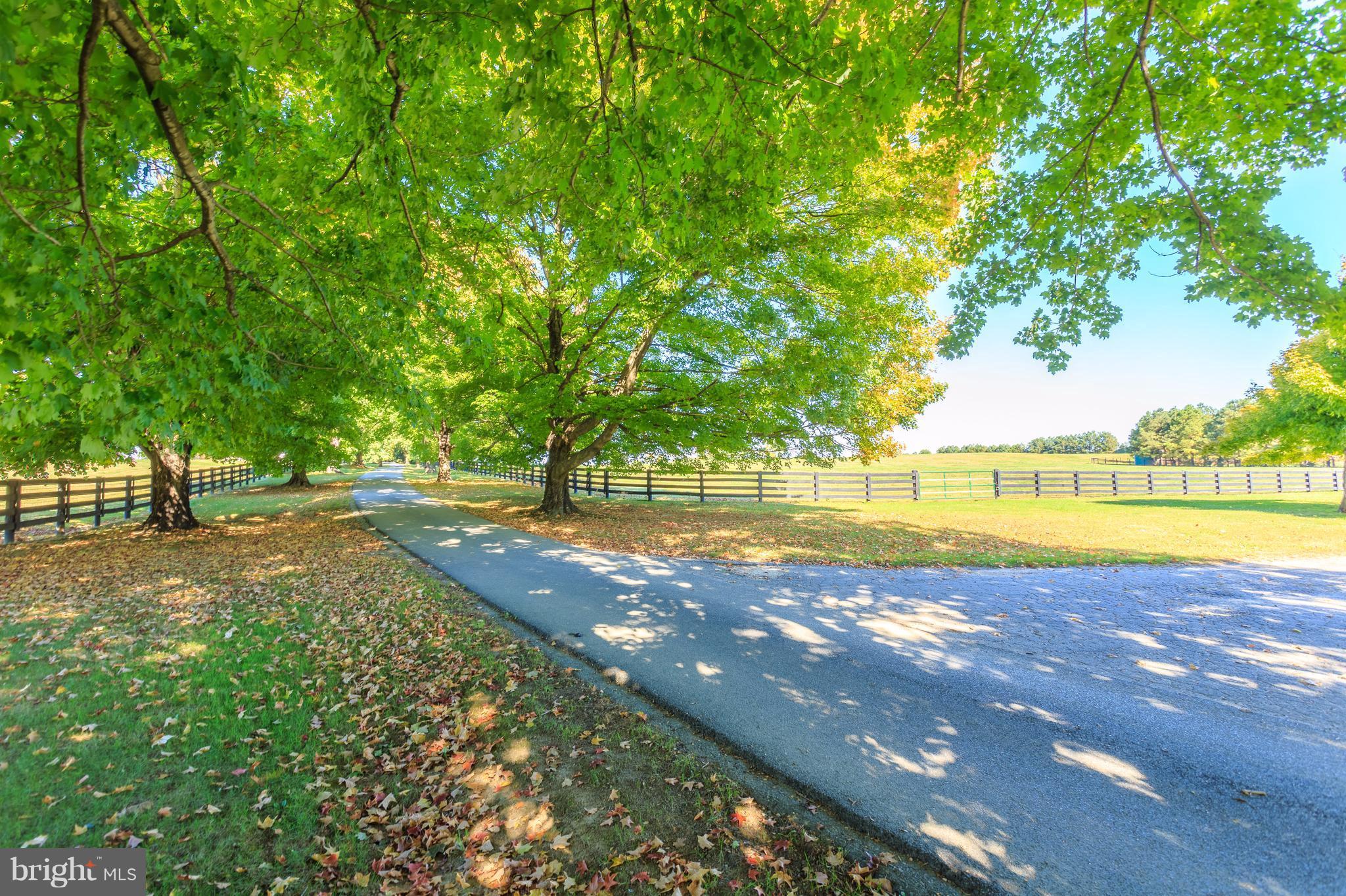 27491 Morgnec Road Chestertown, MD 21620 - Photo 2 of 23 Tree-lined drive