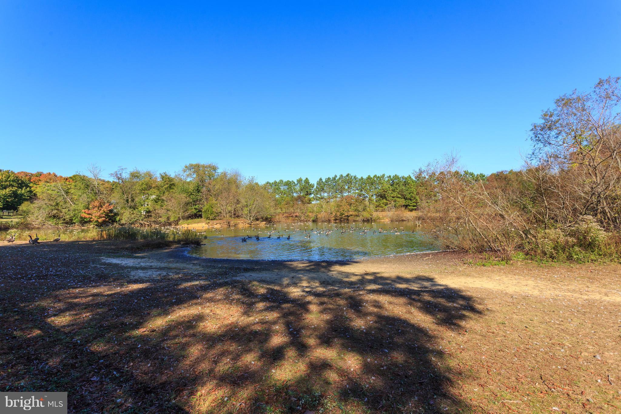 27491 Morgnec Road Chestertown, MD 21620 - Photo 15 of 23 Freshwater pond