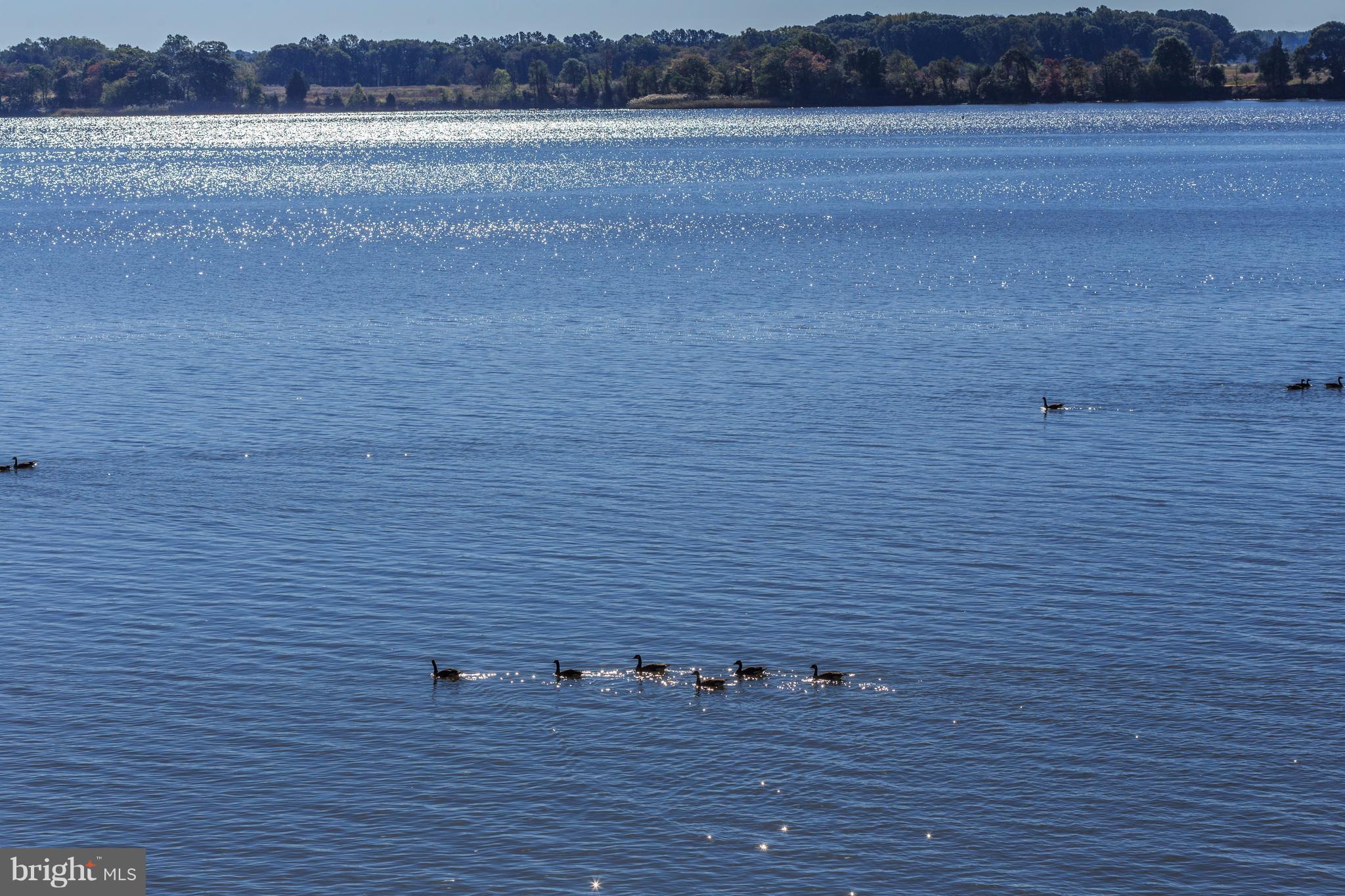 27491 Morgnec Road Chestertown, MD 21620 - Photo 23 of 23 Waterfowl on the River