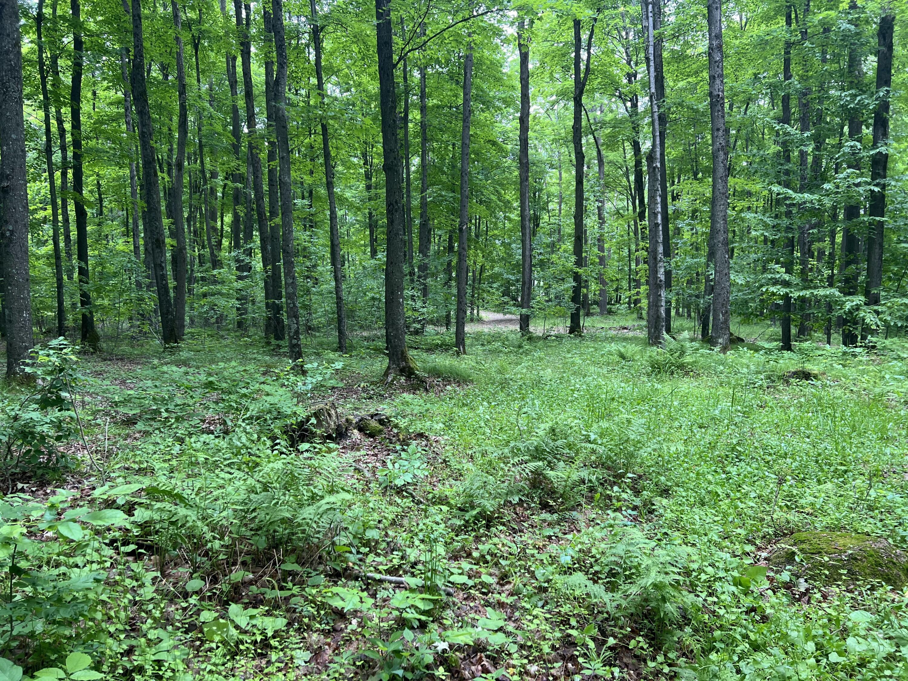 N3653 Grudgeville Road White Lake, WI 54491 - Photo 2 of 8 IMG_2057