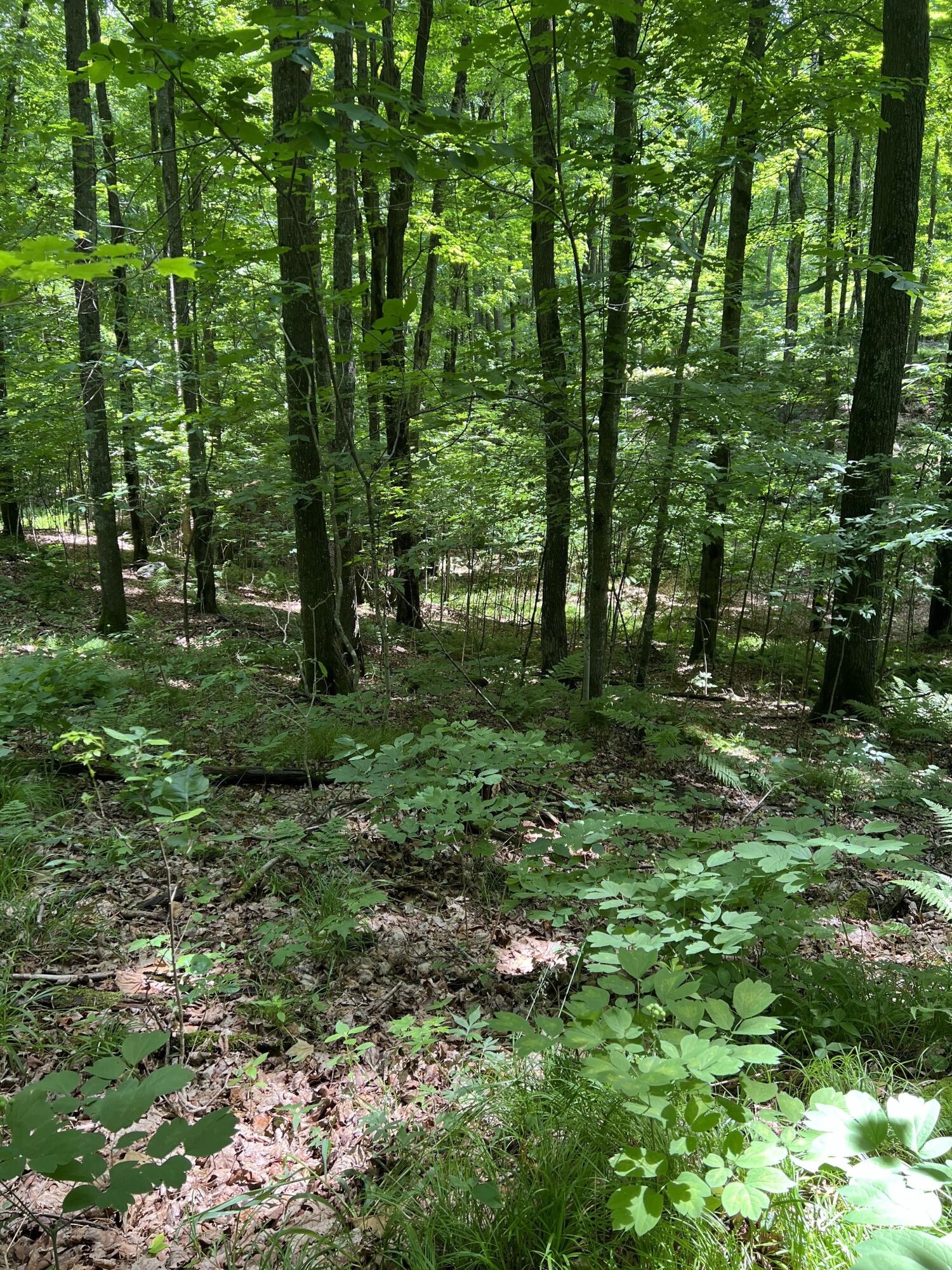 N3653 Grudgeville Road White Lake, WI 54491 - Photo 3 of 8 IMG_2170