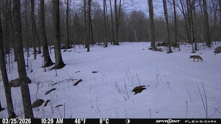 N3653 Grudgeville Road White Lake, WI 54491 - Photo 5 of 8 IMG_4627