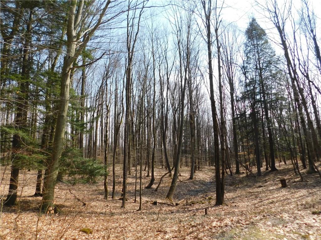 223 Tower Road Jamestown, PA 16134 - Photo 6 of 25 WOODS BEHIND HOUSE