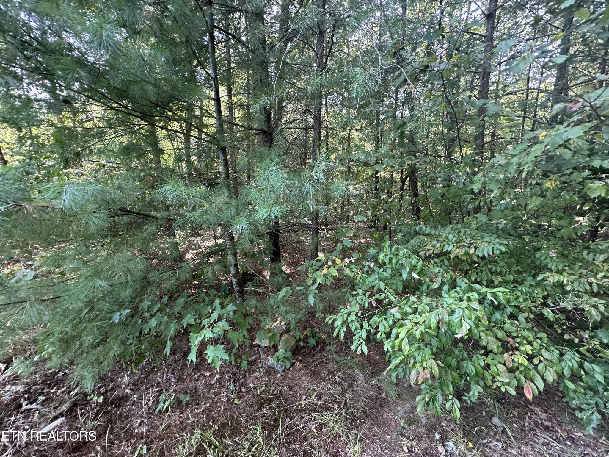 0 John Cox Road Deer Lodge, TN 37726 - Photo 10 of 19