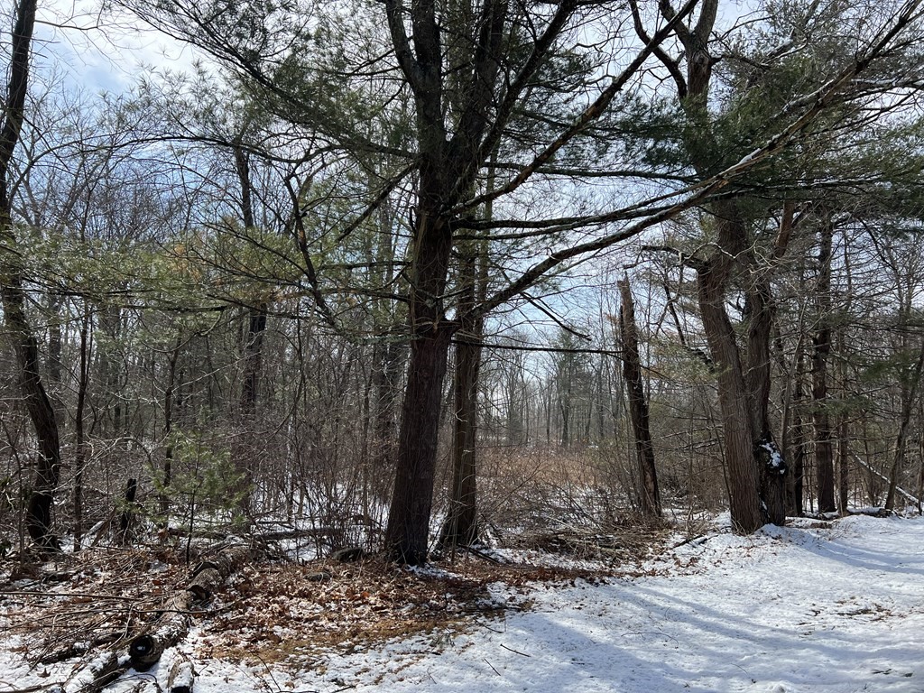 335-337 Maynard Road Wilbraham, MA 01095 - Photo 2 of 2 a backyard of a house with lots of trees