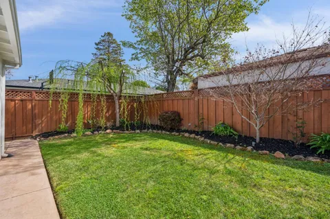 a view of backyard with potted plants and a large tree