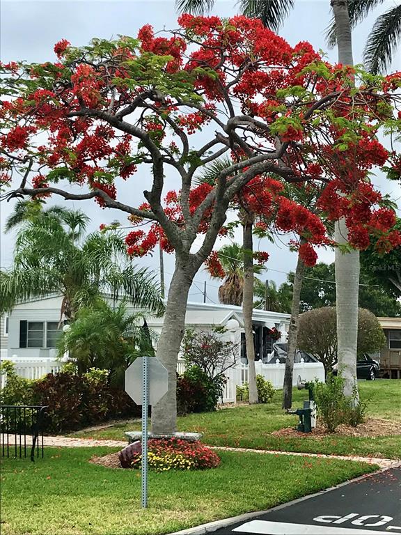 Undisclosed Address Longboat Key, FL 34228 - Photo 16 of 24 a view of a house with a tree in a yard
