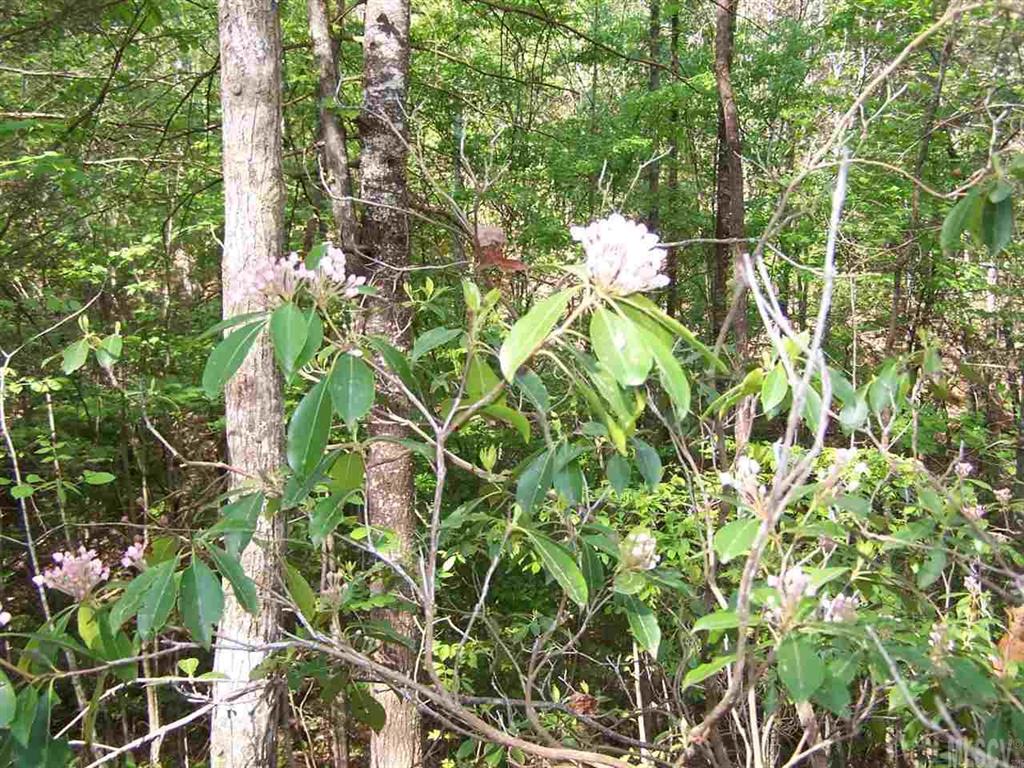 3400 Marvin Butler Road Morganton, NC 28655 - Photo 10 of 21 Gallery Image 10