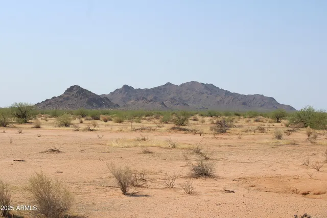 a view of a dry plant in a field