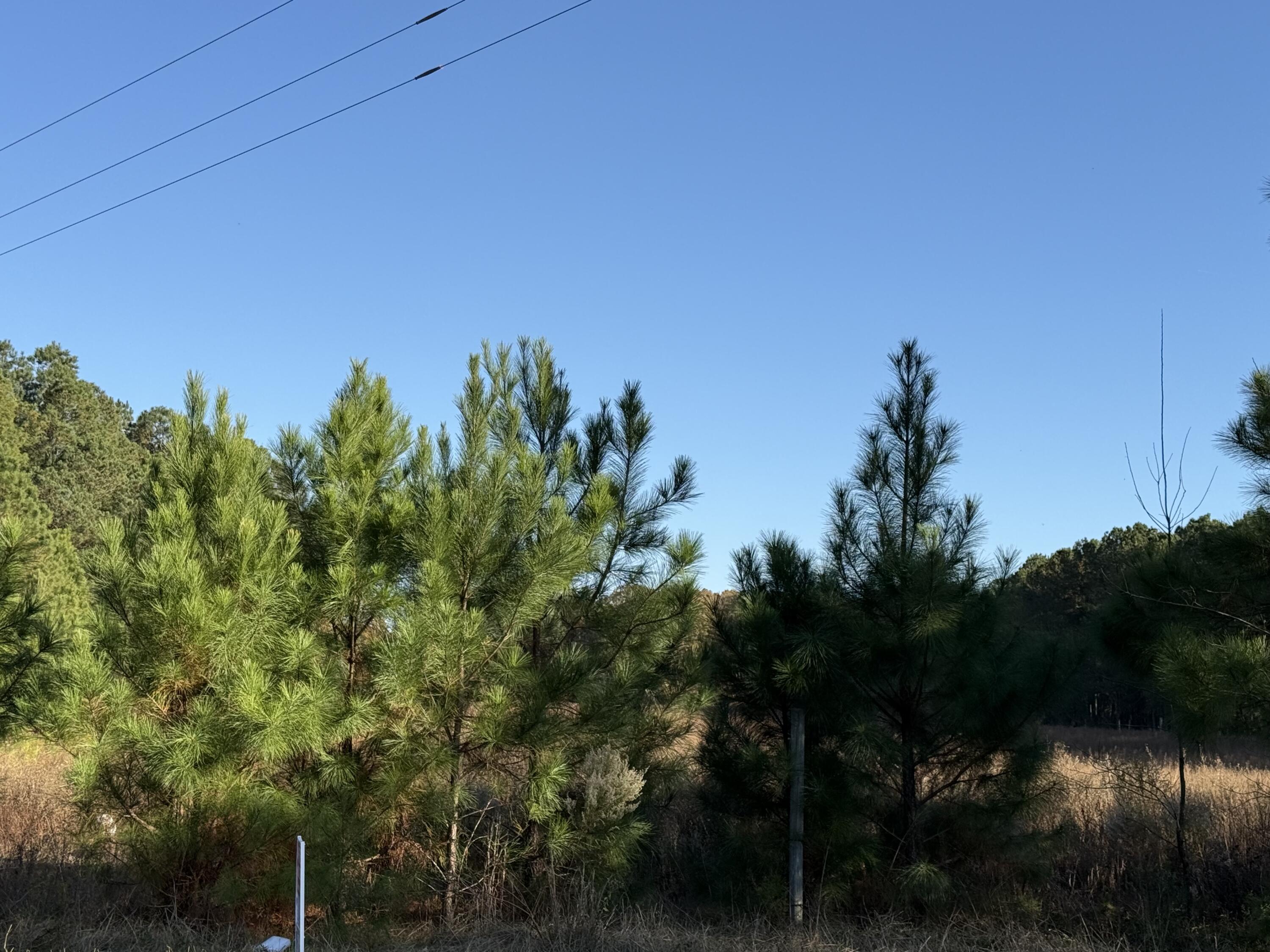 Lot 4 13.97 Acre State Park Road Windsor, SC 29856 - Photo 3 of 3