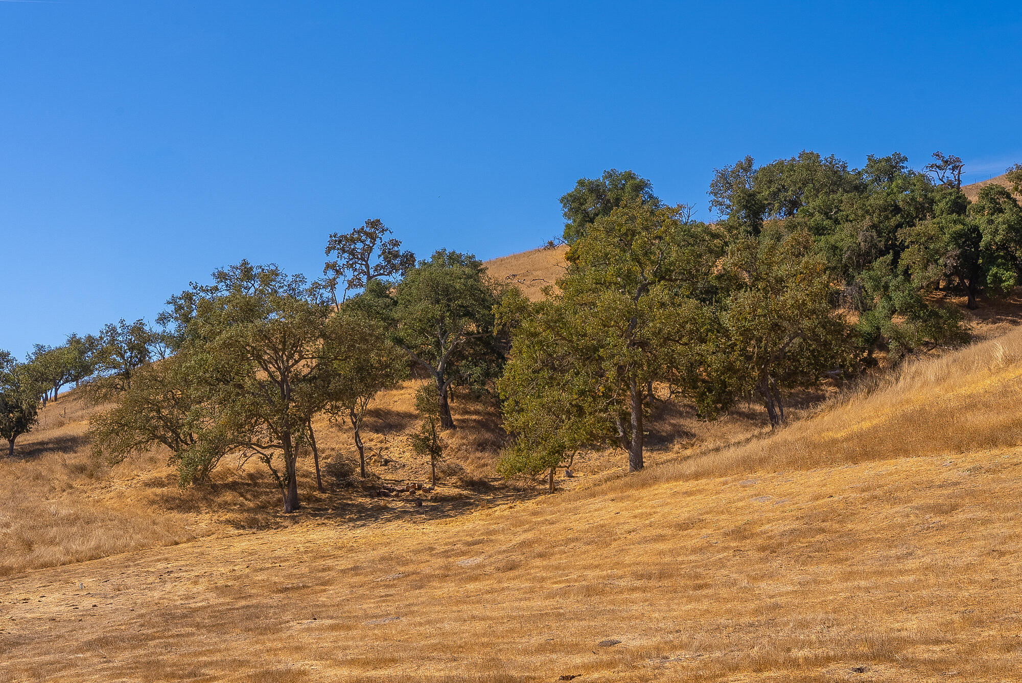 0 East E Highway Templeton, CA 93465 - Photo 41 of 84 a view of a yard with a tree