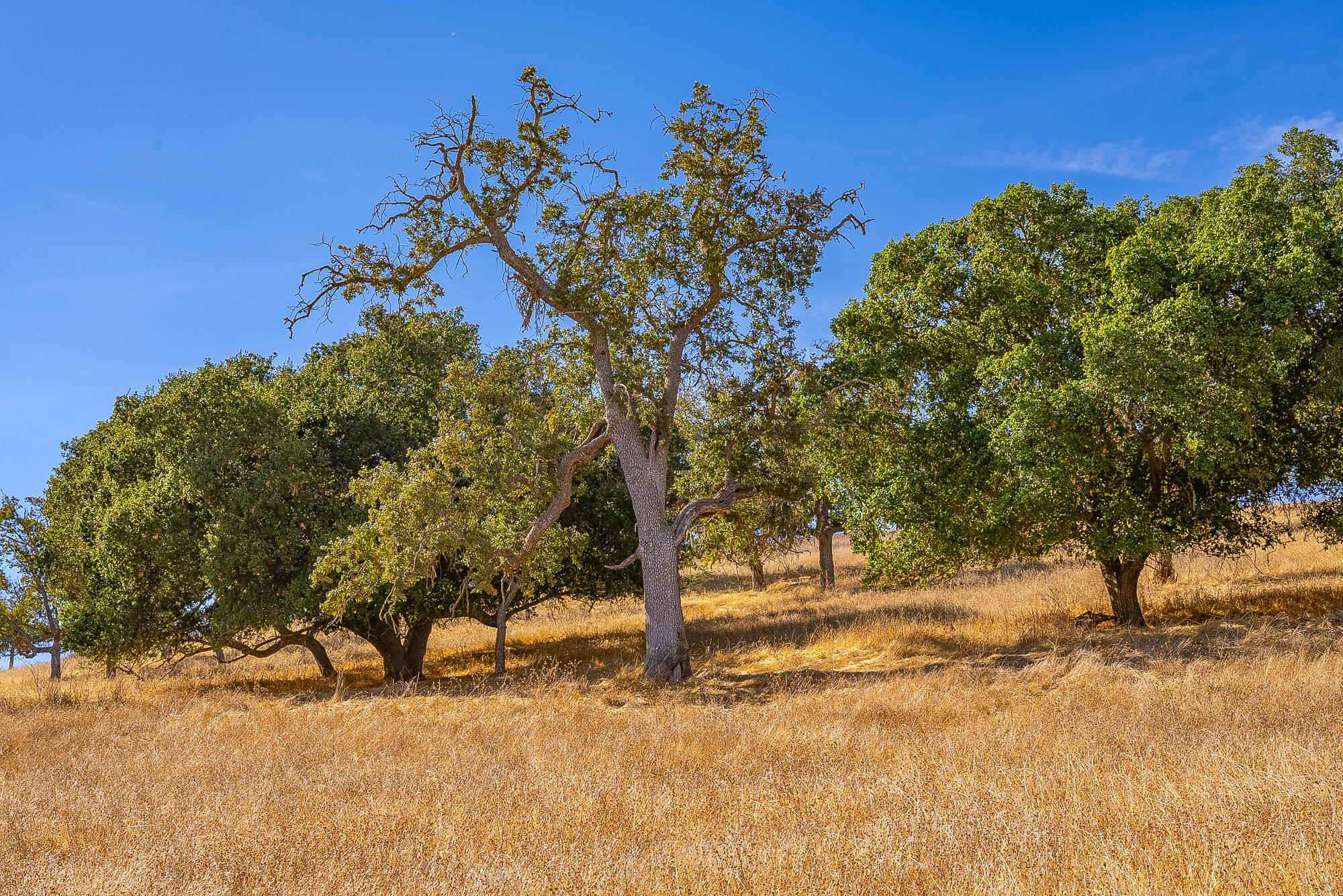 0 East E Highway Templeton, CA 93465 - Photo 43 of 84 a view of a yard with a tree