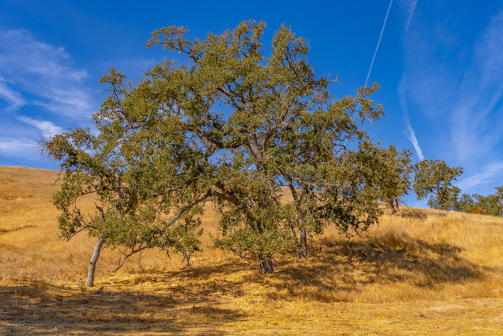 0 East E Highway Templeton, CA 93465 - Photo 50 of 84 a view of a tree with lots of bushes