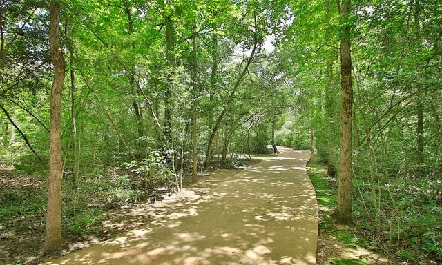 a view of a forest with trees