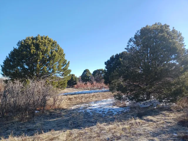 a view of dirt road with large trees