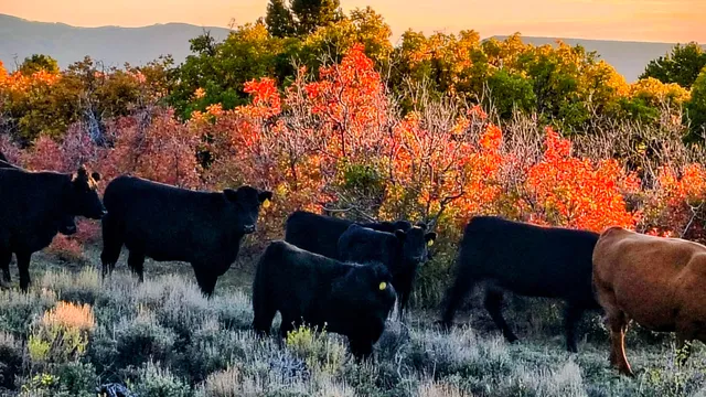 a view of outdoor seating and covered with trees