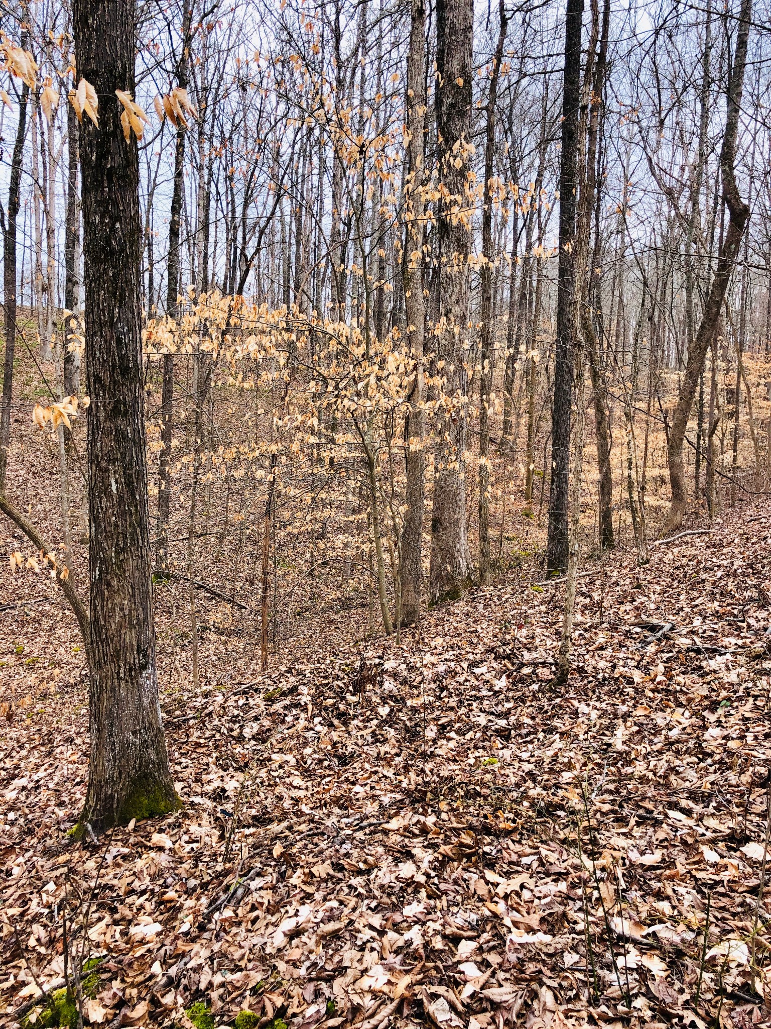 0 Boy Scout Road Franklin, TN 37064 - Photo 17 of 46