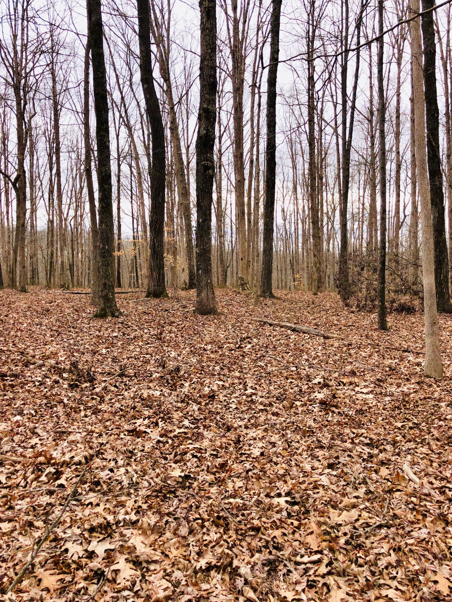 0 Boy Scout Road Franklin, TN 37064 - Photo 23 of 46 a large tree covered with tall trees
